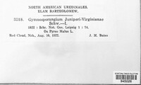 Gymnosporangium juniperi-virginianae image